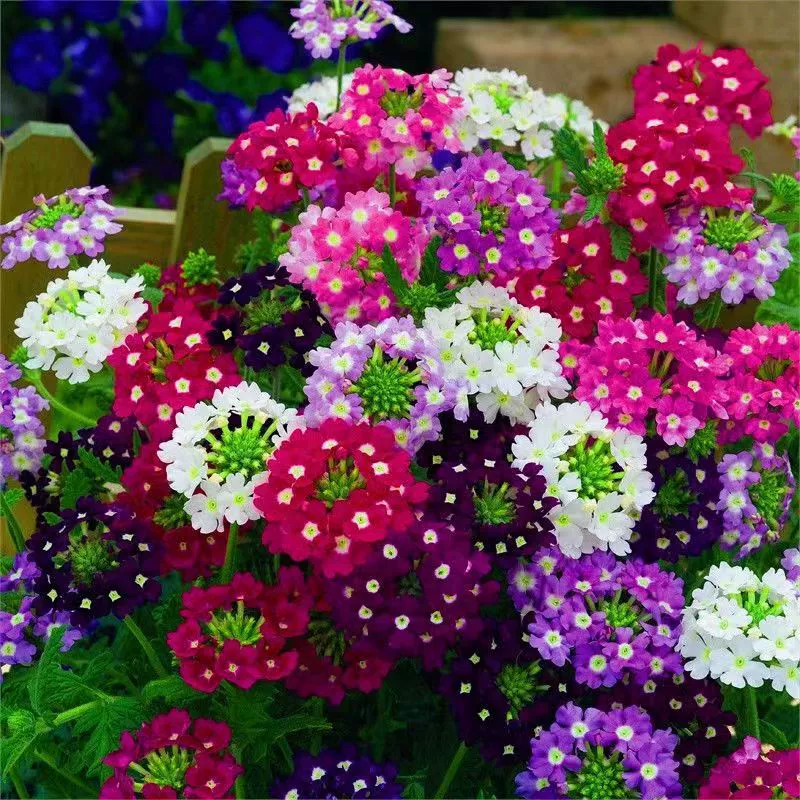 Семена сакуры четыре сезона