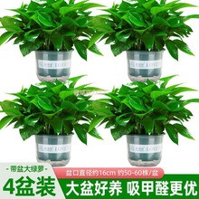 大叶绿萝盆栽室内客厅吸甲醛净化空气植物绿植花卉办公室绿箩批发