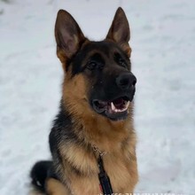 纯种德牧幼犬活体大型犬赛级平背血统牧羊犬护卫犬看家大狼狗小狗
