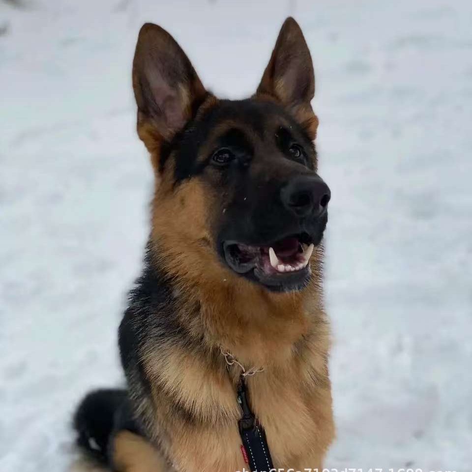 纯种德牧幼犬活体大型犬赛级平背血统牧羊犬护卫犬看家大狼狗小狗