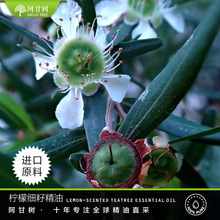 ���ʘ䙎�ʼ��Ѿ��� Leptospermum petersonii ���ʲ��η�����