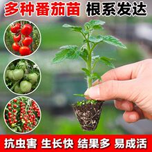 �}Ů���緬�����t���߲������簫�������Ϸ������S��������������