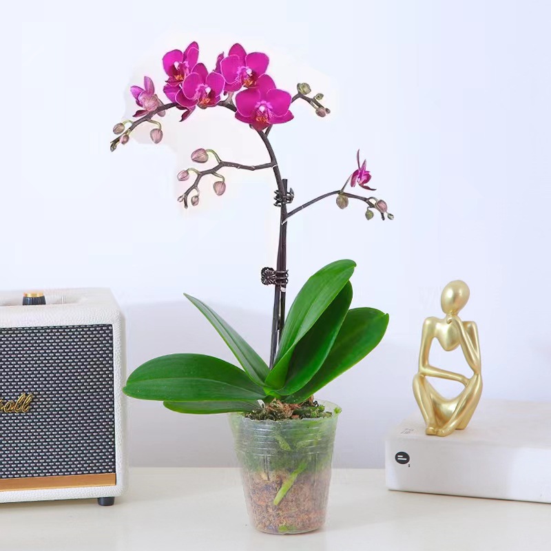 orquídea mariposa con brotes de flores planta en maceta sala de estar orquídea planta de interior flores en todas las estaciones buena para alimentar dendrobium orquídea planta verde image 14