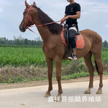 ��Ѫ�R�R�x�����Xһƥ ِ�R Ӗ�õ��ɹ��R�����R���R