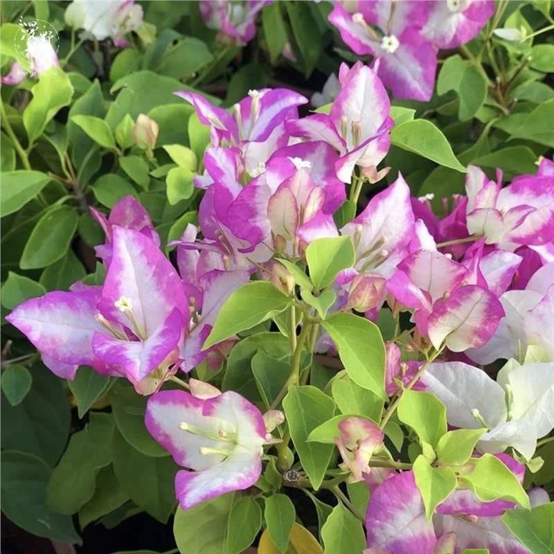 Ciruela triangular planta en maceta nueva variedad de flores de flores de rosa balcón patio aire purificado cuatro estaciones flores bonsai
