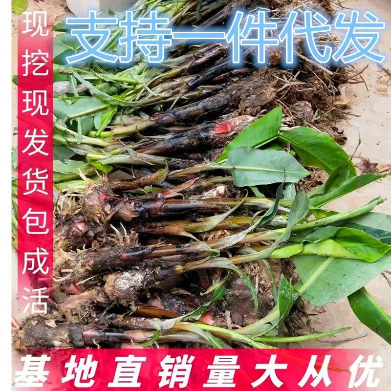 耐寒芭蕉树大型观赏绿植净化空气庭院室外盆栽阳台花园可种