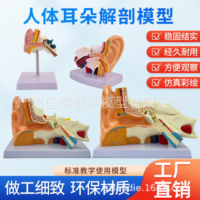 ��ѧ�����������Ŵ�ģ�Ͷ����������ڶ�������ϵͳ���乹��ҽѧ