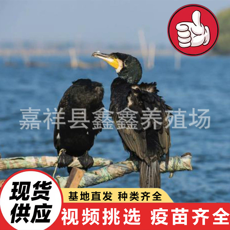 lQLPJwnRsP5NLZjNAu7NAu6w8sygxy