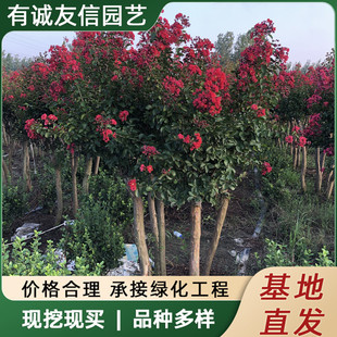 Clustered Crape Myrtle Tree Red Rocket Crape Myrtle Hundred-Day Red Potted Ground-Mounted Ornamental Florals House Courtyard Greening Landscape Tree