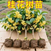 �𻨘������Խ�𵤹��_���҃��̨ͥԺ�����ͻ���ֲ���ļ���С��