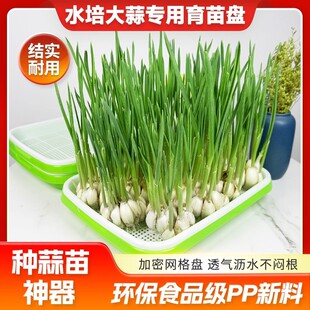 ����Pѿ����̨�N����ˮ���߲˶�ѿ�o��������С������Nֲ�бP