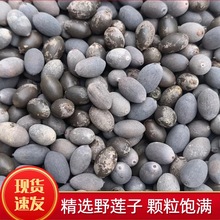 �ɻ�Ұ���tɏ��ɏ����������Fɏ�Ӽ��ӹ�ˇƷ�[�������Ȼ�tɏ��