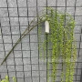 布置仿真酒店手感绿植
