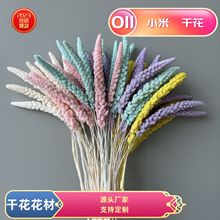 小米穗干花云南厂家批发圣诞节礼物摆摊拍摄道具五谷丰登花束材料