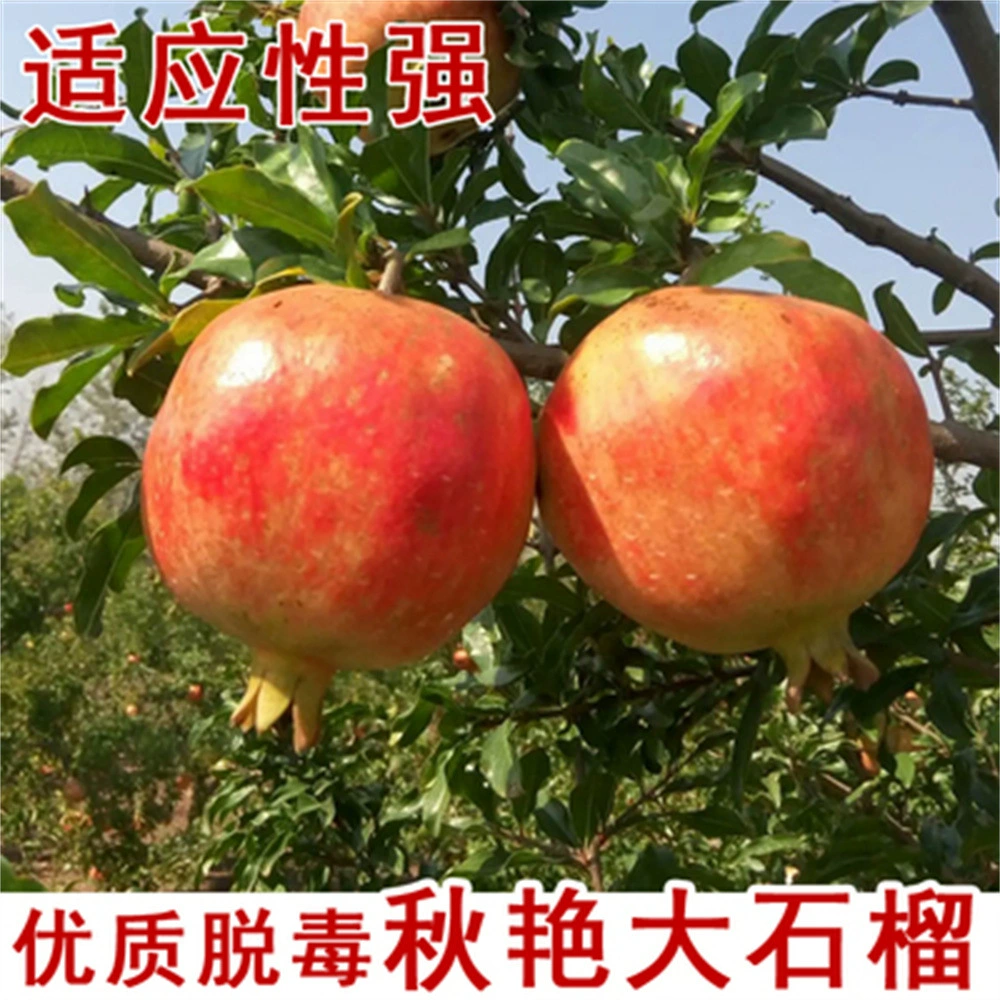 Сычуань Паньчжихуа Мягкие семена Ккислые саженцы гранатового дерева, посаженные на юге и севере Туниса Большой двор фруктового дерева