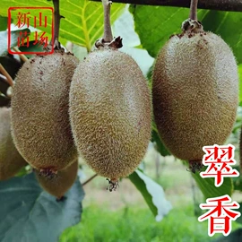园林果树;乔木;灌木
