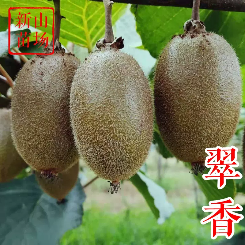 翠香猕猴桃苗 亚特秦美金福海沃德米良1号绿肉绿心猕猴桃树苗基地