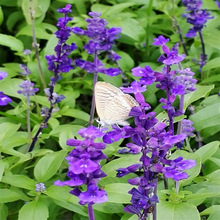 ��β�ݻ��N�Ӷ��������^�G���^�p���܈@�̨����ֲ�ﻨ���ͺ���