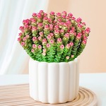 人财两旺彩色钱串子多肉植物室内盆栽大颗好养钱多多头绿植物花卉