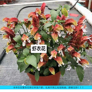 Engineering Greening Preferred Shrimp Flower Seedlings Drought-Resistant and Cold-Resistant Ornamental Shrubs Garden Landscaping Courtyard Decorative Plants