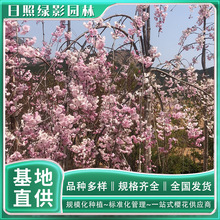 【垂枝樱】_垂枝樱品牌/图片/价格_垂枝樱批发_阿里巴巴