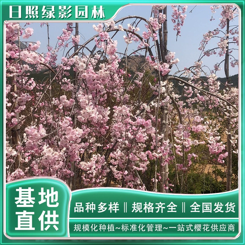 Сколько стоит место производства восьмикратной Красной ветки саженцев вишни? Green Shadow Garden 2 см Восьмикратная красная ветка Саженцы вишни