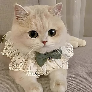 Cat Bib Pet Collar Bow Tie Bib Saliva Towel Knitted Bib Decoration Bib Cute Photo Dog
