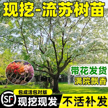 流苏树苗浓香大树嫁接矮化老桩庭院盆栽地载植物桂花带花苞风景树