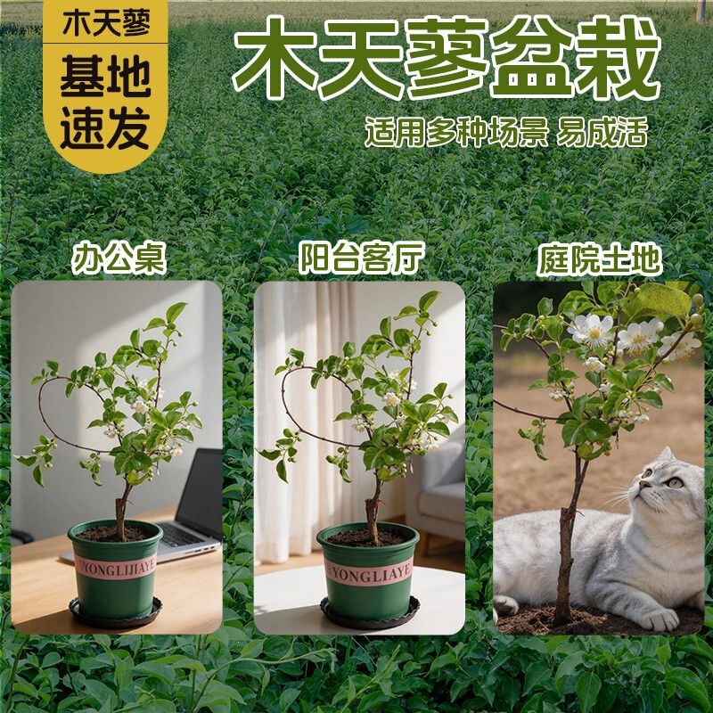 Fresh Maitianliang saplings potted cat toy for stress relief and self-entertainment, natural chew stick with catnip, durable for kittens Fresh Maitianliang saplings potted cat toy for stress relief and self-entertainment, natural chew stick with catnip, durable for kittens