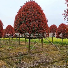 ���l���ϼt�~ʯ骘��� �t�~ʯ� �ߗU�t�~ʯ骘� �r������u