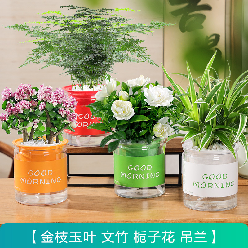 [특별 제공 화분 4개] 아스파라거스 + 치자나무 + 황금가지 + 엽록소