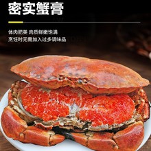海蟹帝王超大母水产新鲜海鲜面包蟹珍宝蟹熟冻黄金蟹蟹鲜活大螃蟹