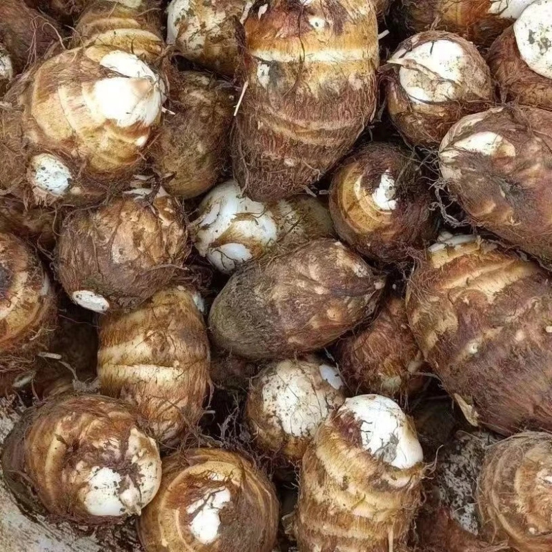 Fresh Taro from Yunnan and Shandong, Direct from the Farm, Free Shipping, Freshly Dug Small Taro, One-Piece Drop Shipping