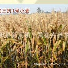 矮杆3抗1号麦种抗病抗倒 小麦种子批发 原种高产