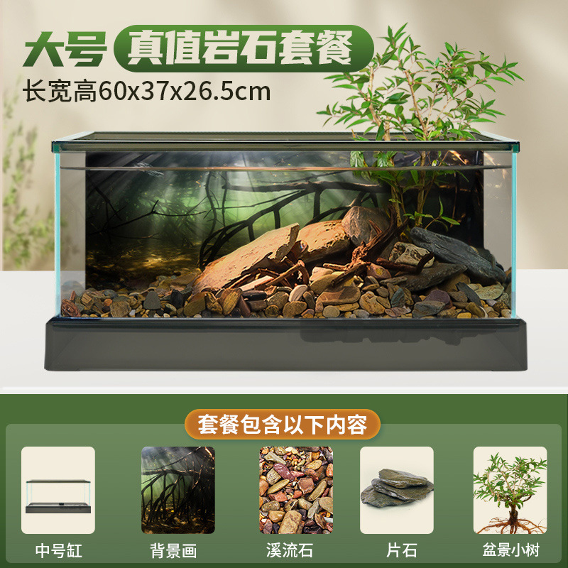 대형 남미 탱크 [실제 식물 조경 패키지] + 선물 패키지