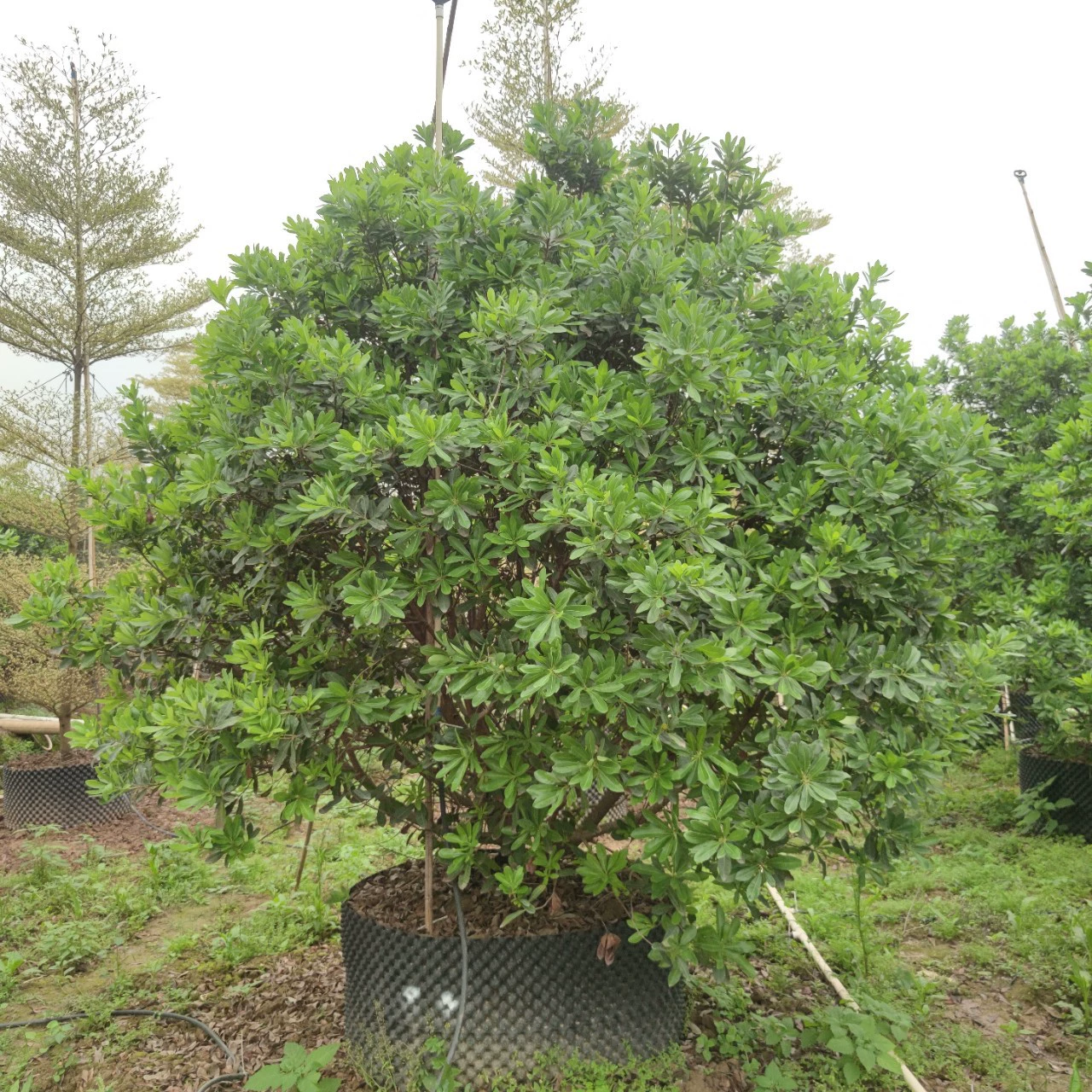2304 база поставляет кустовые деревья из тополя высотой 2-4 метра