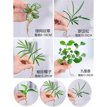 迷你小绿植罗汉松白掌红掌绿萝竹柏九里香网纹盆栽水培植物小苗