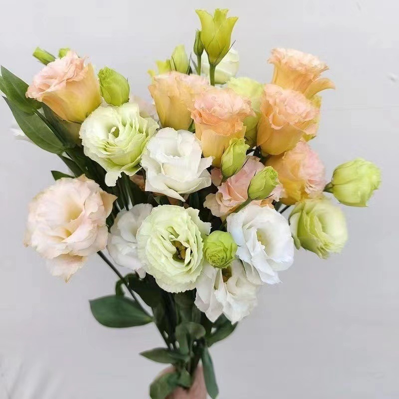 レアカラーのエリュケンバの花、新鮮なミックス、屋内水耕栽培、家庭用フラワーアレンジメント、オフィス、雲南基地直送|undefined