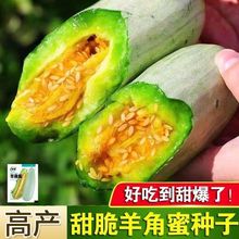 高产羊角蜜甜瓜种子 冰糖心羊角酥香瓜甜瓜四季优良甜瓜种子