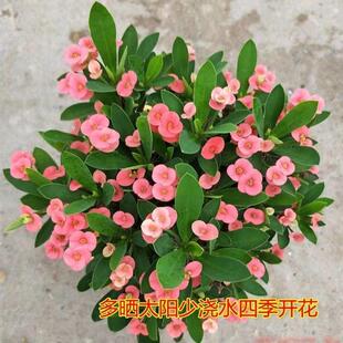 ��÷�F��������ֲ���ļ��_���Gֲ�����B�׻�����҃ȿ՚��̨ϲ�