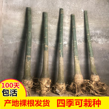 ���Ͱlؔ�䲽���߿͏d�҃����Դ��辰���ֲ������p�Ә���Gֲ