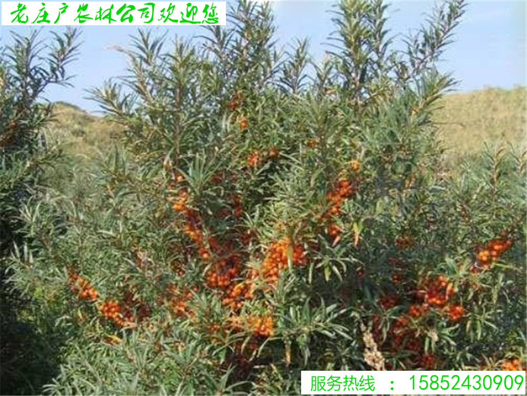 批发水果药材种子沙棘种子带刺植物沙枣醋柳黄酸刺酸刺沙棘树种籽-阿里巴巴
