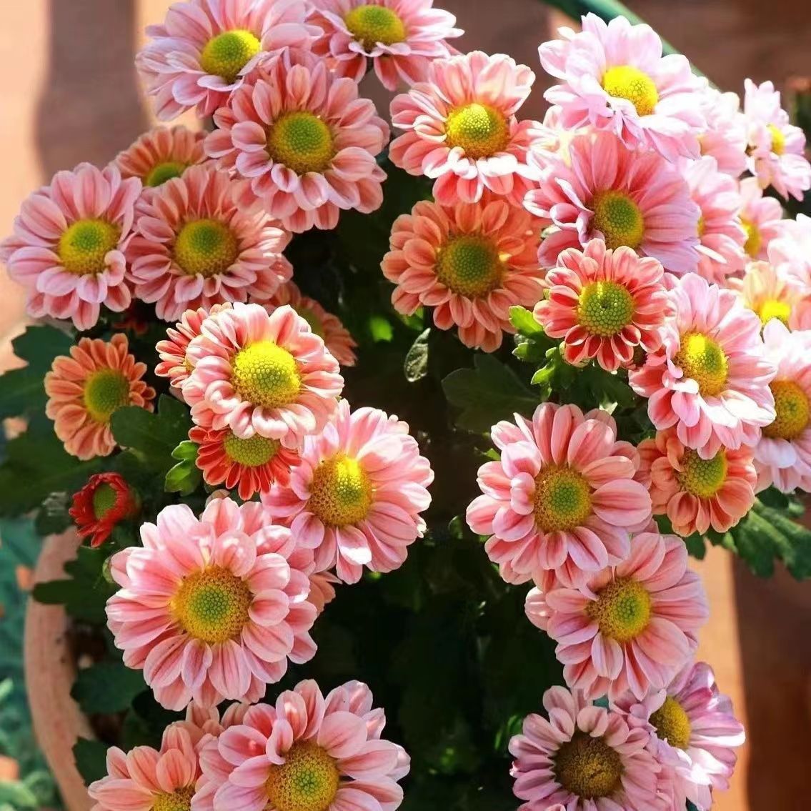 Venta al por mayor de semillas de flores y plantas eustoma malvarrosa peonía cobre dinero hierba margarita rosa sol peonía flor combinación de flores