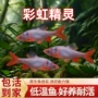 精灵鱼北美原生观赏鱼