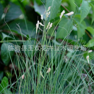 Ұţ���o�²ݷN  ������ƺ�����ļ��L��������Կ�������ˮţ��