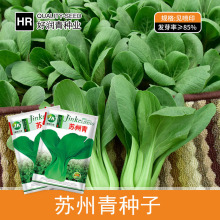 源头厂家批发苏州青油菜种子黑叶矮脚黑大头青菜种籽春夏秋冬季种