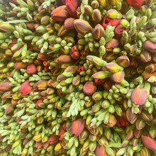 香雪兰鲜切花云南基地直发插花艺办公司小清新创意花