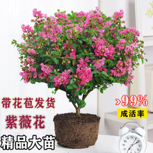 紫薇花盆栽带花苞室内花卉绿植阳台庭院好养盆景耐高温百日红植物