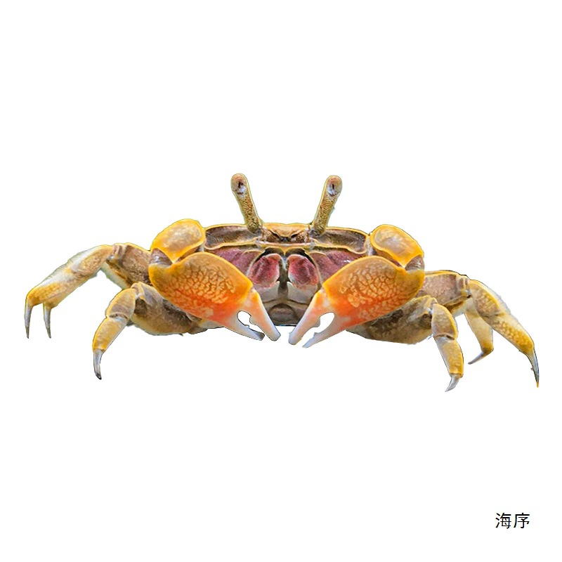Миничилийсковая жареная крабовая ornamental Fish Hermit Crab Подводная маленькая водорослеедка Малый Краб Романтическая креветка