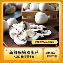 口蘑双胞菇新鲜食材现摘白蘑菇食用菌双胞菇工业棚安全品质